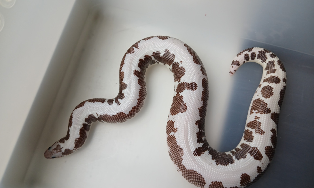 - ON HOLD - 2021 - Male - Anery Paint, 66% Paradox Albino - ON HOLD -